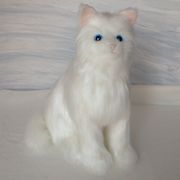 Angora cat white