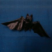 Bat black wings