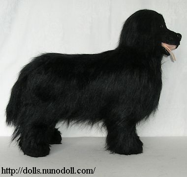 Newfoundland dog